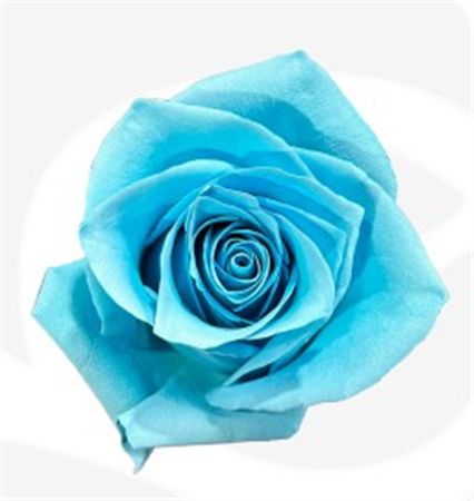Rosa Gr Ec Tinted Sky 50 cm