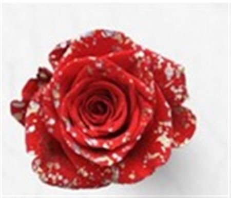 Rosa Gr Ec Tinted Snowfall 50 cm
