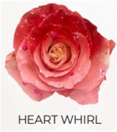 Rosa Gr Ec Tinted Heart Whirl 50 cm