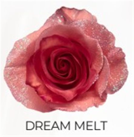 Rosa Gr Ec Tinted Dream Welt 50 cm