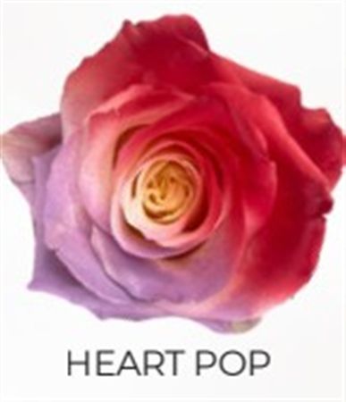 Rosa Gr Ec Tinted Heart Pop 50 cm