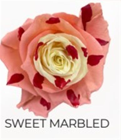Rosa Gr Ec Tinted Sweet Marbled 50 cm