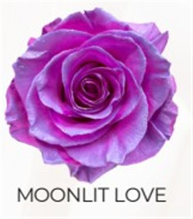 Rosa Gr Ec Tinted Moonlit Love 50 cm