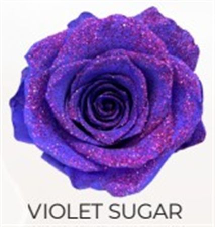 Rosa Gr Ec Tinted Violet Sugar 50 cm