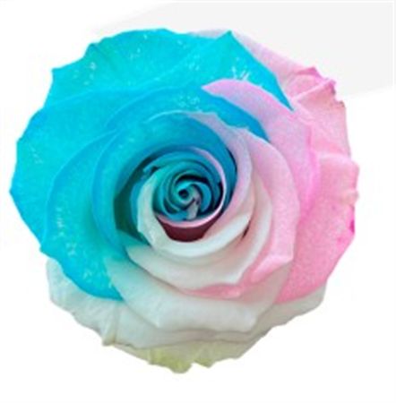 Rosa Gr Ec Tinted Marschmellow 50 cm