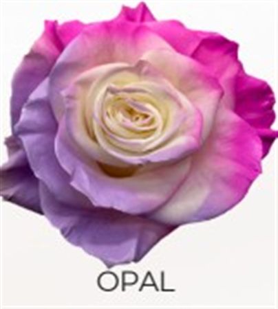 Rosa Gr Ec Tinted Opal 50 cm