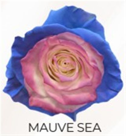 Rosa Gr Ec Tinted Mauve Sea 50 cm