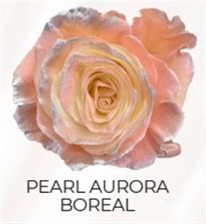 Rosa Gr Ec Tinted Pearl Aurora Boreal 50 cm