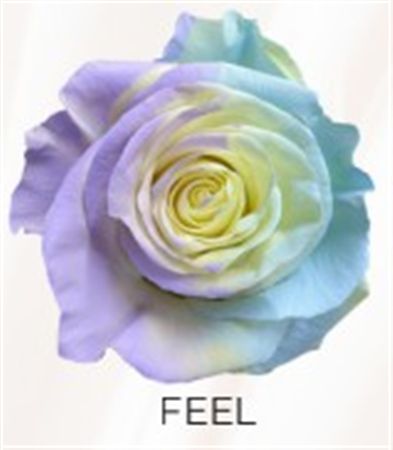 Rosa Gr Ec Tinted Aurora Feel 50 cm
