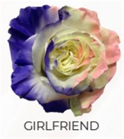 Rosa Gr Ec Tinted Girlfriend 50 cm