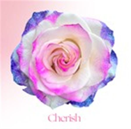 Rosa Gr Ec Tinted Cherish 50 cm