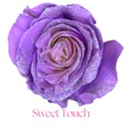 Rosa Gr Ec Tinted Sweet Touch 50 cm