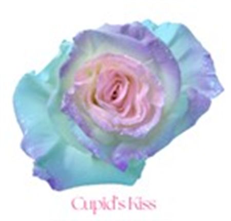 Rosa Gr Ec Tinted Cupid's Kiss 50 cm