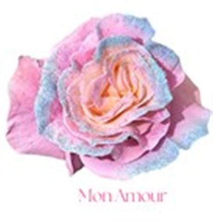 Rosa Gr Ec Tinted Mon Amour 50 cm