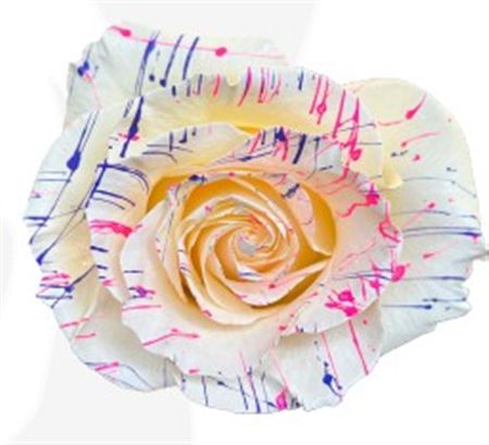 Rosa Gr Ec Tinted Crazy 50 cm