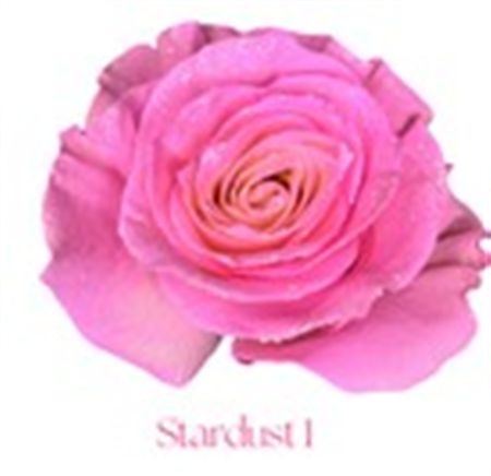 Rosa Gr Ec Tinted Stardust 1 50 cm