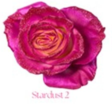 Rosa Gr Ec Tinted Stardust 2 50 cm