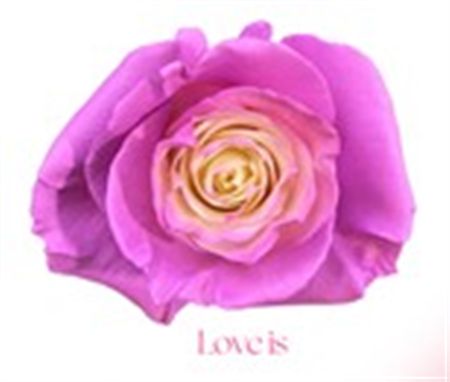Rosa Gr Ec Tinted Love Is 50 cm