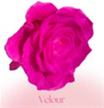 Rosa Gr Ec Tinted Velour 50 cm