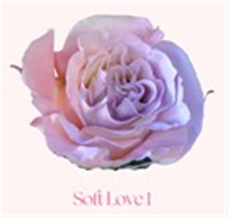Rosa Gr Ec Tinted Soft Love 1 50 cm