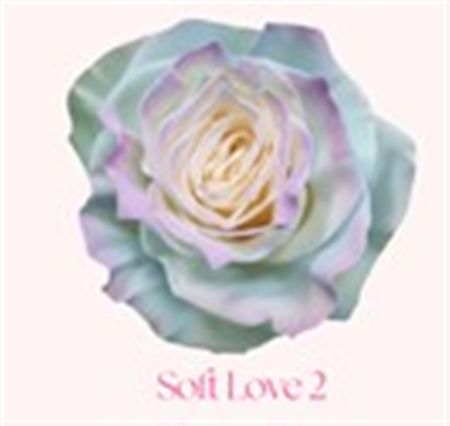 Rosa Gr Ec Tinted Soft Love 2 50 cm