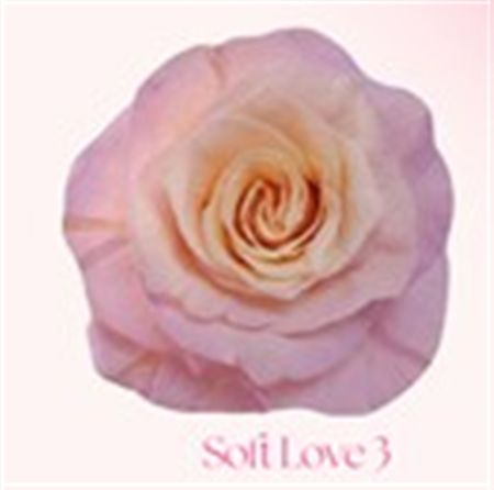 Rosa Gr Ec Tinted Soft Love 3 50 cm