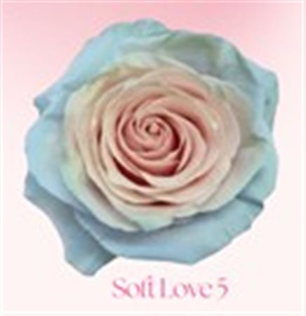 Rosa Gr Ec Tinted Soft Love 5 50 cm