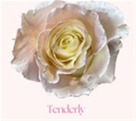 Rosa Gr Ec Tinted Tenderly 50 cm