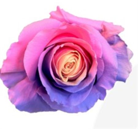 Rosa Gr Ec Tinted Sweet Love 50 cm