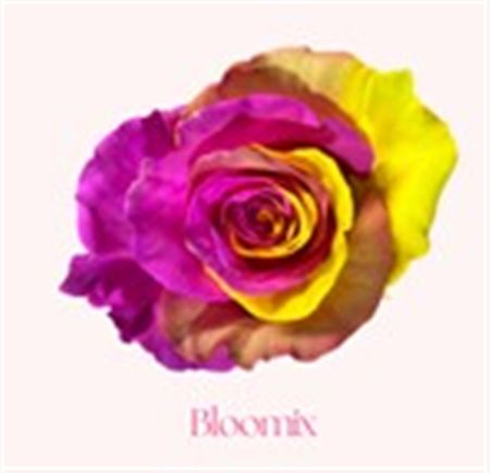 Rosa Gr Ec Tinted Bloomix 50 cm