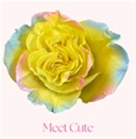 Rosa Gr Ec Tinted Meet Cute 50 cm