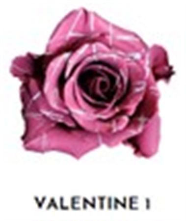 Rosa Gr Ec Tinted Valentine 1 50 cm