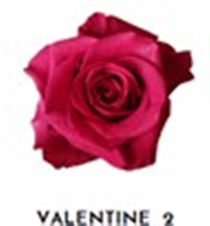 Rosa Gr Ec Tinted Valentine 2 50 cm