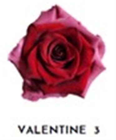 Rosa Gr Ec Tinted Valentine 3 50 cm