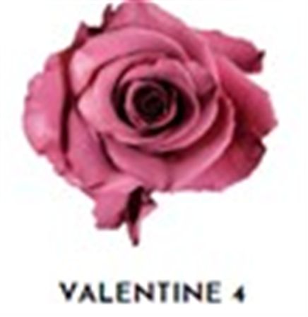Rosa Gr Ec Tinted Valentine 4 50 cm