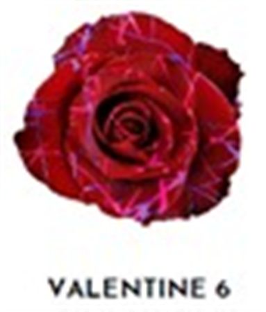 Rosa Gr Ec Tinted Valentine 6 50 cm