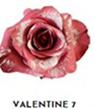 Rosa Gr Ec Tinted Valentine 7 50 cm
