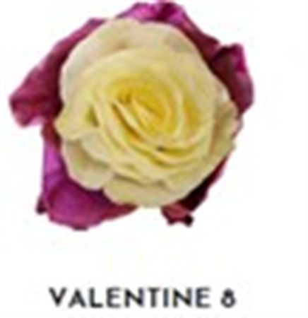 Rosa Gr Ec Tinted Valentine 8 50 cm