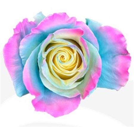 Rosa Gr Ec Tinted Unicorn 50 cm