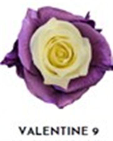 Rosa Gr Ec Tinted Valentine 9 50 cm