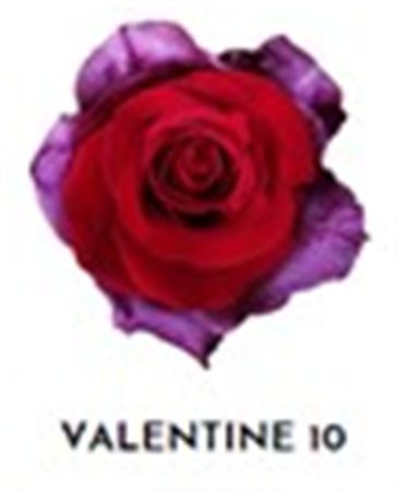 Rosa Gr Ec Tinted Valentine 10 50 cm