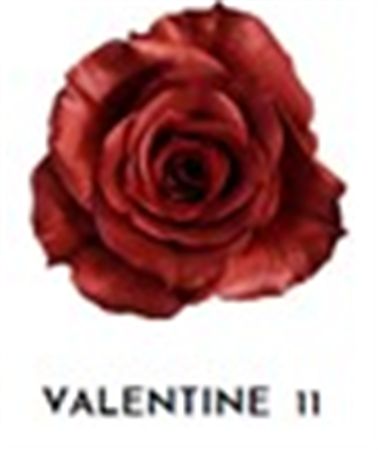 Rosa Gr Ec Tinted Valentine 11 50 cm