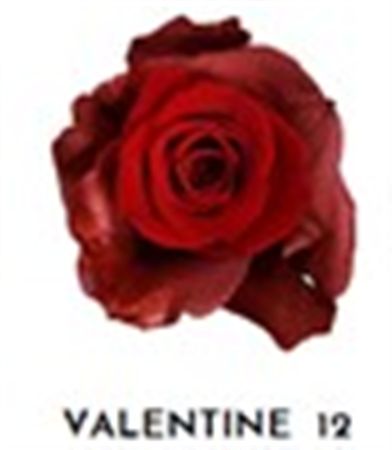 Rosa Gr Ec Tinted Valentine 12 50 cm