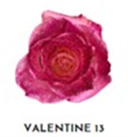 Rosa Gr Ec Tinted Valentine 13 50 cm