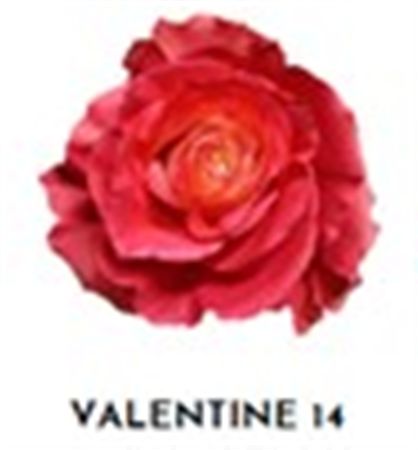Rosa Gr Ec Tinted Valentine 14 50 cm