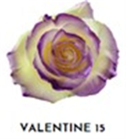 Rosa Gr Ec Tinted Valentine 15 50 cm