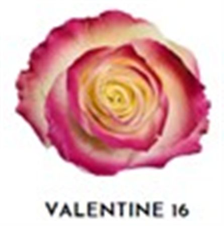 Rosa Gr Ec Tinted Valentine 16 50 cm