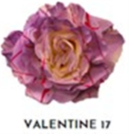 Rosa Gr Ec Tinted Valentine 17 50 cm