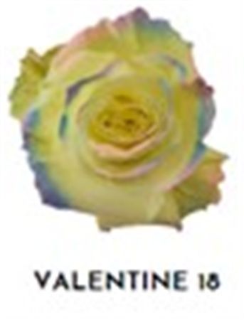 Rosa Gr Ec Tinted Valentine 18 50 cm
