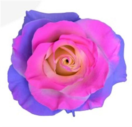 Rosa Gr Ec Tinted Gracefull 50 cm